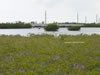 Mangrove. (80,950 bytes)