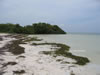 Beach in the Florida Keys. I expect Hurricane Charley washed most of this away one week after this was taken! (53,899 bytes)