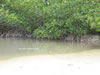 Mangrove. (87,597 bytes)