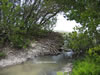 Mangrove. (124,946 bytes)